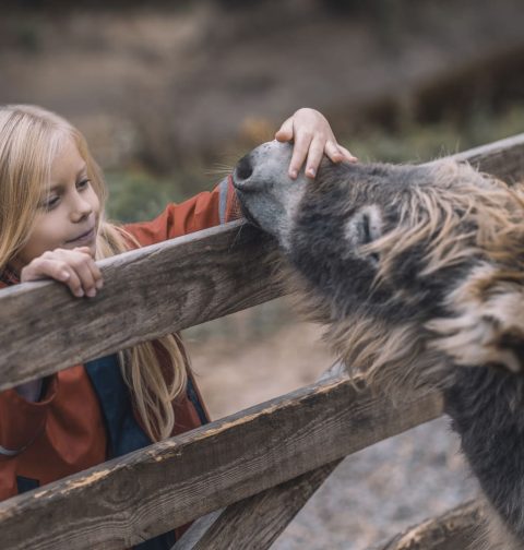 amor a los animales